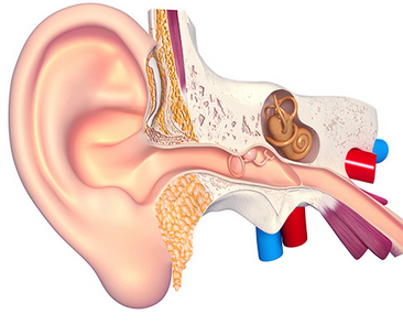 inner ear diagram